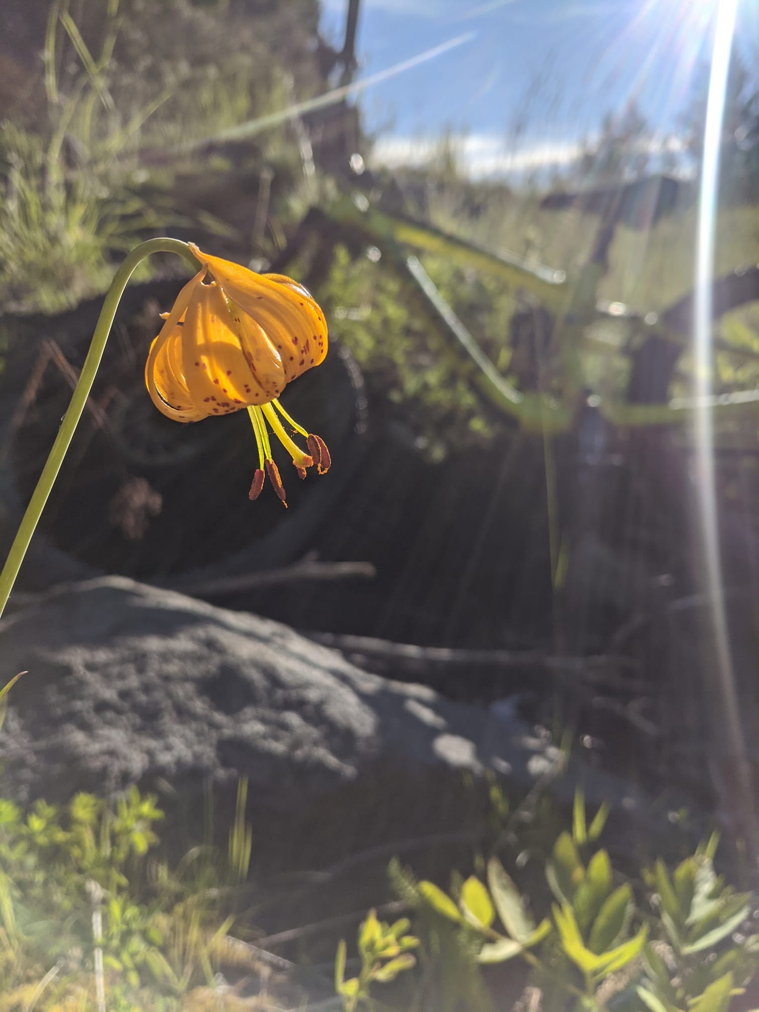 Who Would You Rather Meet Alone in the Woods? By Linea Jantz | Tales from the Trails: PNW High Country